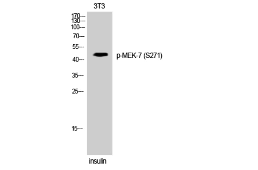 Western Blot - Anti-MAP2K7 (phospho Ser271) Antibody (A8140) - Antibodies.com