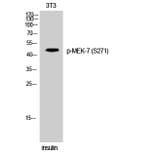 Western Blot - Anti-MAP2K7 (phospho Ser271) Antibody (A8140) - Antibodies.com