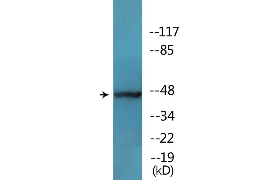 Western Blot - Anti-MAP2K7 (phospho Ser271) Antibody (P12-1139) - Antibodies.com