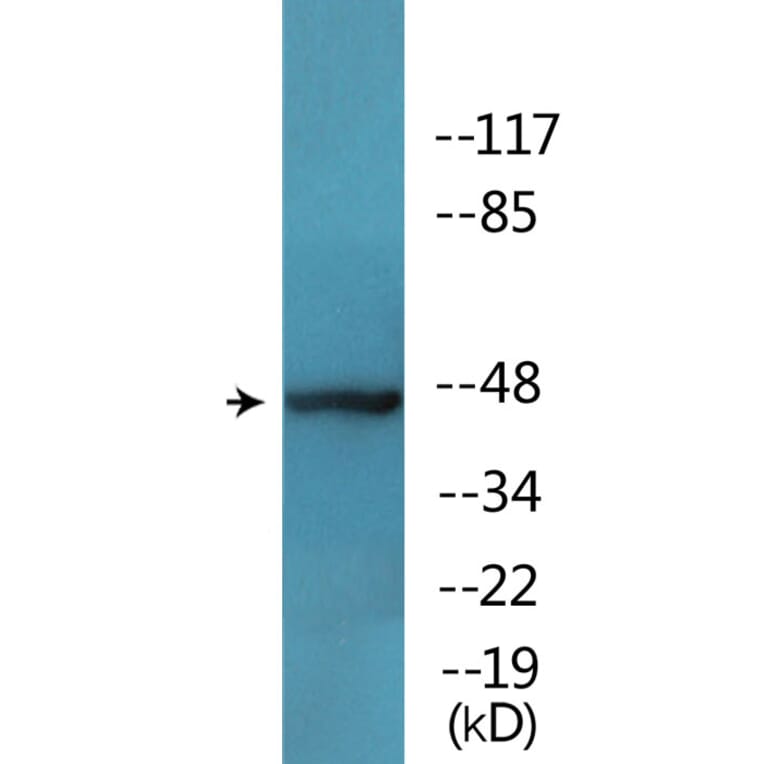 Western Blot - Anti-MAP2K7 (phospho Ser271) Antibody (P12-1139) - Antibodies.com