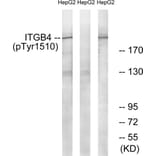Western Blot - Anti-ITGB4 (phospho Tyr1510) Antibody (A1078) - Antibodies.com