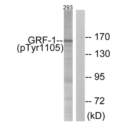 Western Blot - Anti-GRF-1 (phospho Tyr1105) Antibody (A0433) - Antibodies.com