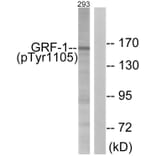 Western Blot - Anti-GRF-1 (phospho Tyr1105) Antibody (A0433) - Antibodies.com