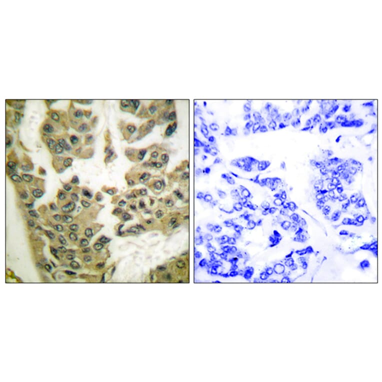 Immunohistochemistry - Anti-GRF-1 (phospho Tyr1105) Antibody (A0433) - Antibodies.com