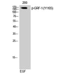 Western Blot - Anti-GRF-1 (phospho Tyr1105) Antibody (A0433) - Antibodies.com