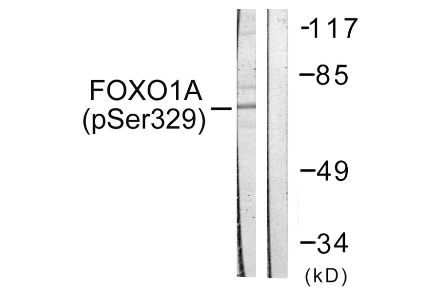 Western Blot - Anti-FOXO1A (phospho Ser329) Antibody (A0484) - Antibodies.com