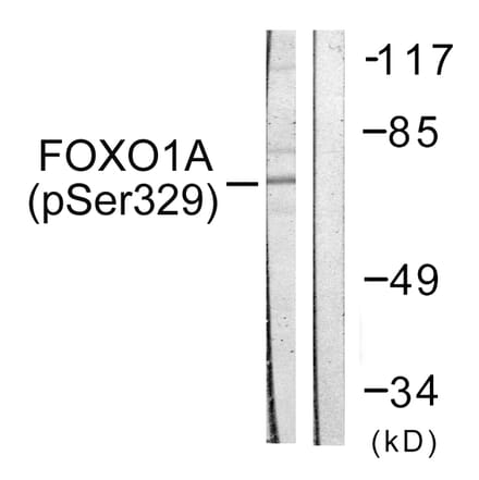 Western Blot - Anti-FOXO1A (phospho Ser329) Antibody (A0484) - Antibodies.com