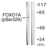Western Blot - Anti-FOXO1A (phospho Ser329) Antibody (A0484) - Antibodies.com