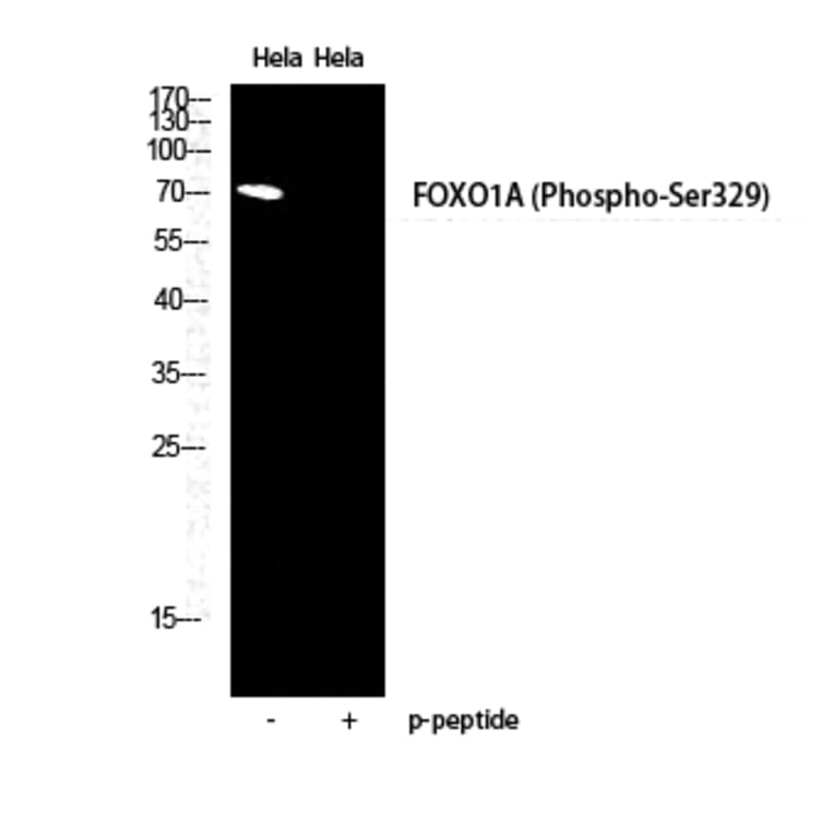 Western Blot - Anti-FOXO1A (phospho Ser329) Antibody (A0484) - Antibodies.com