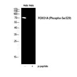 Western Blot - Anti-FOXO1A (phospho Ser329) Antibody (A0484) - Antibodies.com