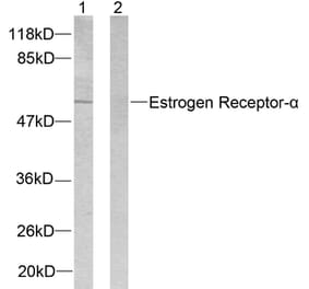 Western Blot - Anti-Estrogen Receptor-alpha Antibody (B7075) - Antibodies.com