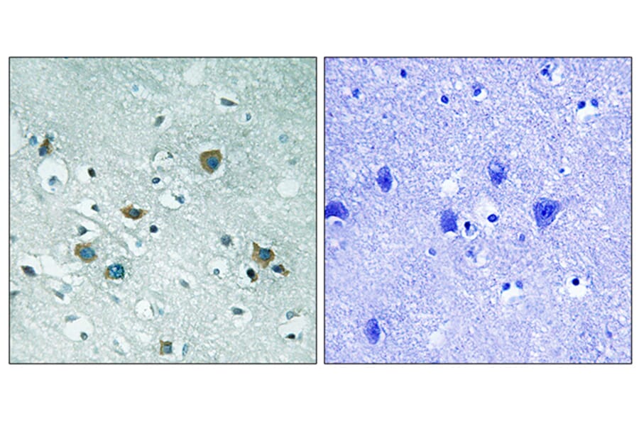 Immunohistochemistry - Anti-CRMP-2 (phospho Thr509) Antibody (A8324) - Antibodies.com