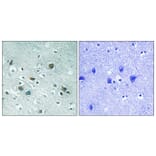 Immunohistochemistry - Anti-CRMP-2 (phospho Thr509) Antibody (A8324) - Antibodies.com