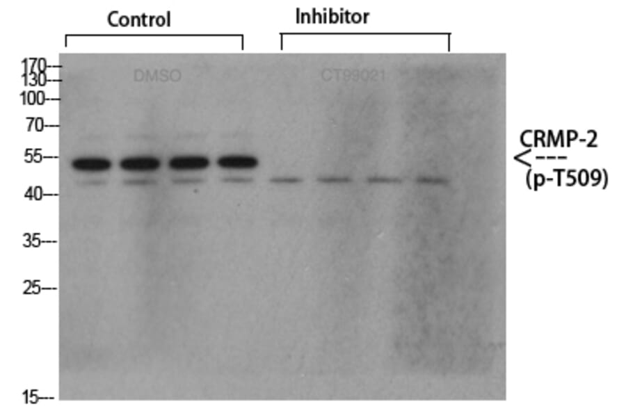 Western Blot - Anti-CRMP-2 (phospho Thr509) Antibody (A8324) - Antibodies.com