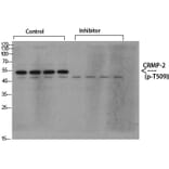 Western Blot - Anti-CRMP-2 (phospho Thr509) Antibody (A8324) - Antibodies.com