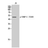 Western Blot - Anti-CRMP-2 (phospho Thr509) Antibody (A8324) - Antibodies.com