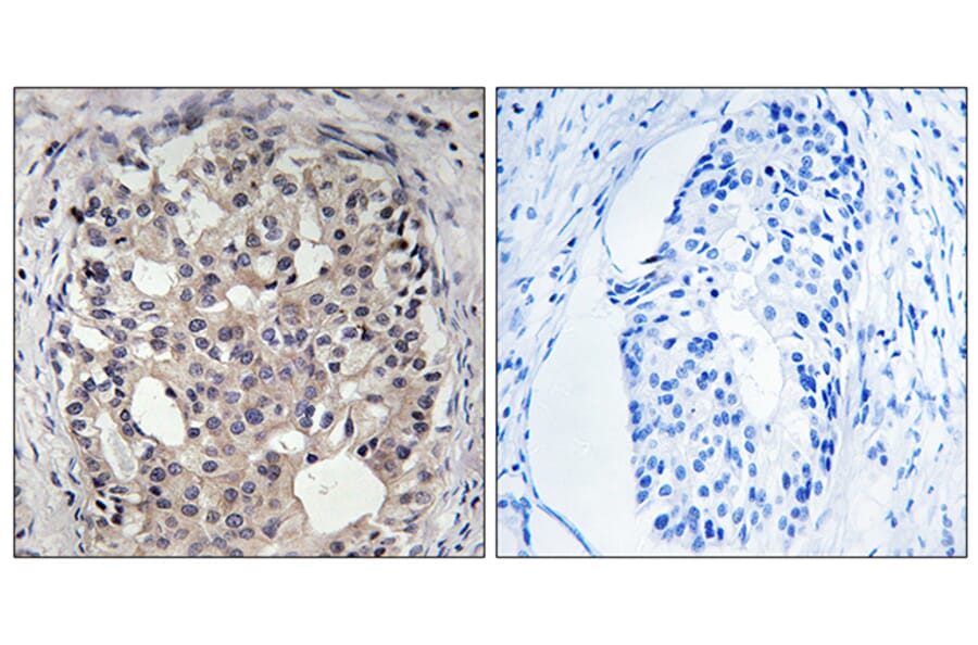 Immunohistochemistry - Anti-CDC25A (phospho Ser178) Antibody (A8017) - Antibodies.com
