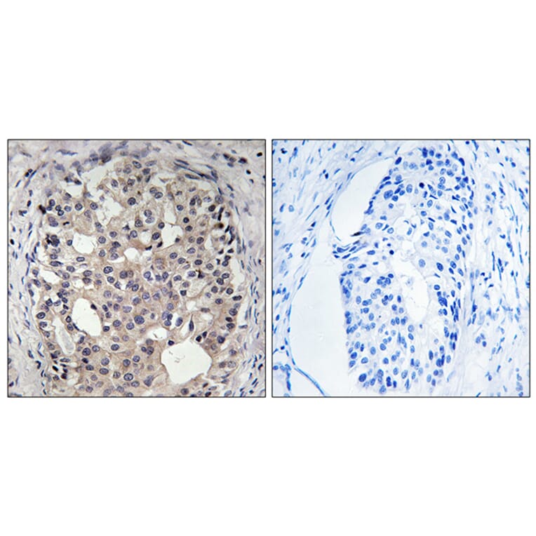 Immunohistochemistry - Anti-CDC25A (phospho Ser178) Antibody (A8017) - Antibodies.com