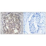 Immunohistochemistry - Anti-CDC25A (phospho Ser178) Antibody (A8017) - Antibodies.com