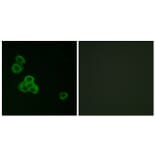 Immunofluorescence - Anti-CaMK2 alpha + delta Antibody (B7033) - Antibodies.com