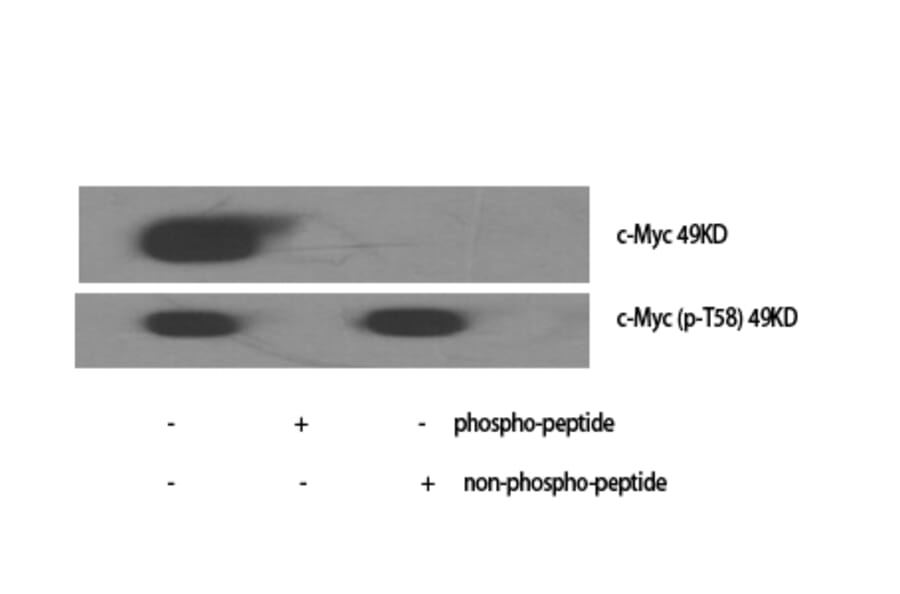 Western Blot - Anti-Myc (phospho Thr58) Antibody (A7159) - Antibodies.com