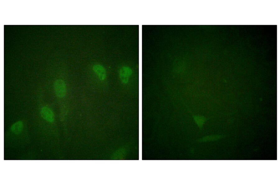 Immunofluorescence - Anti-Myc (phospho Ser62) Antibody (A0020) - Antibodies.com