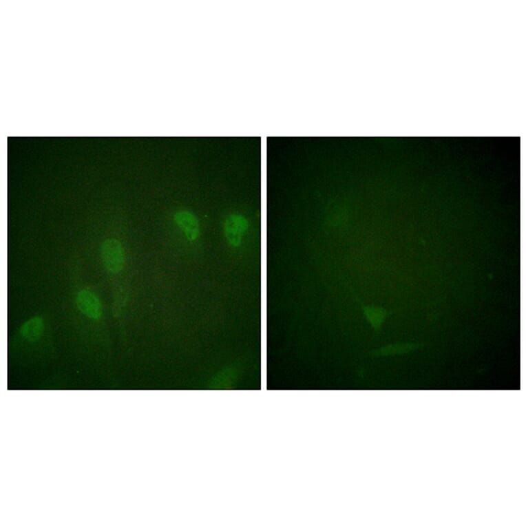 Immunofluorescence - Anti-Myc (phospho Ser62) Antibody (A0020) - Antibodies.com