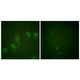 Immunofluorescence - Anti-Myc (phospho Ser62) Antibody (A0020) - Antibodies.com