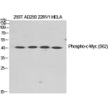 Western Blot - Anti-Myc (phospho Ser62) Antibody (A0020) - Antibodies.com