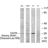 Western Blot - Anti-CATD (heavy chain,cleaved Leu169) Antibody (L0176) - Antibodies.com