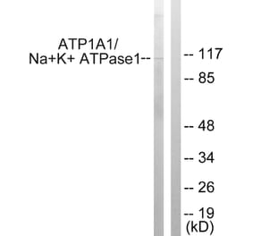Western Blot - Anti-alpha 1 Sodium Potassium ATPase Antibody (B1136) - Antibodies.com
