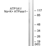Western Blot - Anti-alpha 1 Sodium Potassium ATPase Antibody (B1136) - Antibodies.com