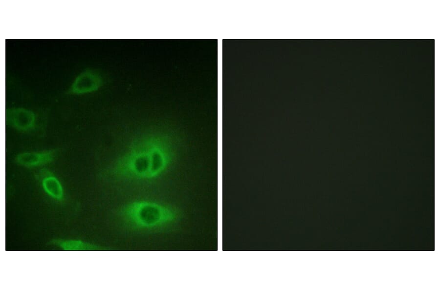 Immunofluorescence - Anti-alpha 1 Sodium Potassium ATPase Antibody (B1136) - Antibodies.com