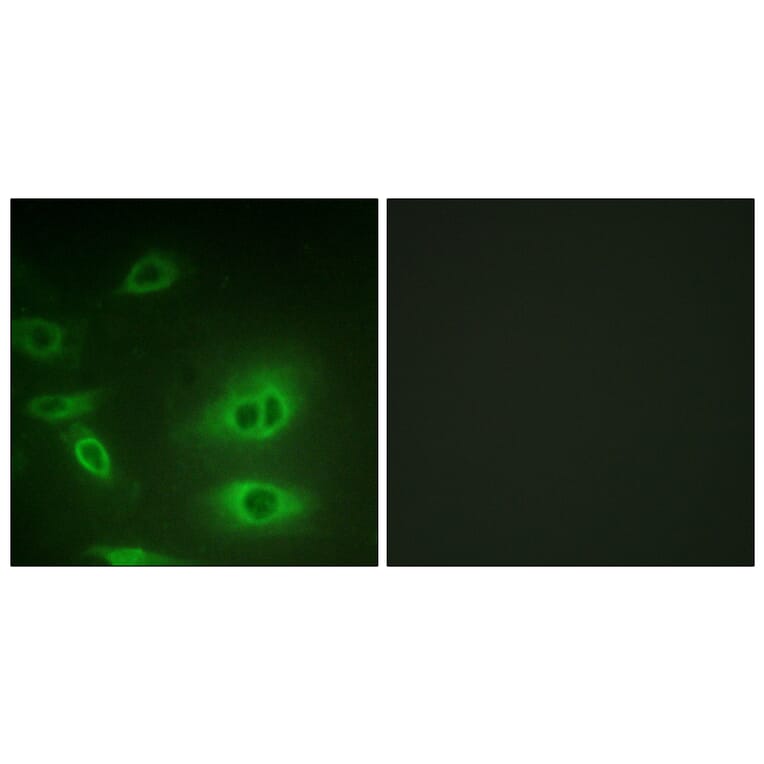 Immunofluorescence - Anti-alpha 1 Sodium Potassium ATPase Antibody (B1136) - Antibodies.com