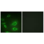 Immunofluorescence - Anti-alpha 1 Sodium Potassium ATPase Antibody (B1136) - Antibodies.com