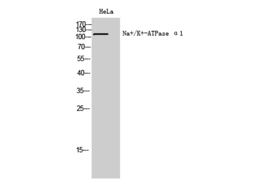 Western Blot - Anti-alpha 1 Sodium Potassium ATPase Antibody (B1136) - Antibodies.com
