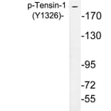 Western Blot - Anti-Tensin-1 (phospho Tyr1326) Antibody (P12-1058) - Antibodies.com
