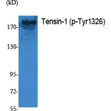 Western Blot - Anti-Tensin-1 (phospho Tyr1326) Antibody (P12-1058) - Antibodies.com