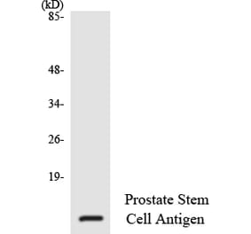Western Blot - Anti-Prostate Stem Cell Antigen Antibody (R12-3370) - Antibodies.com