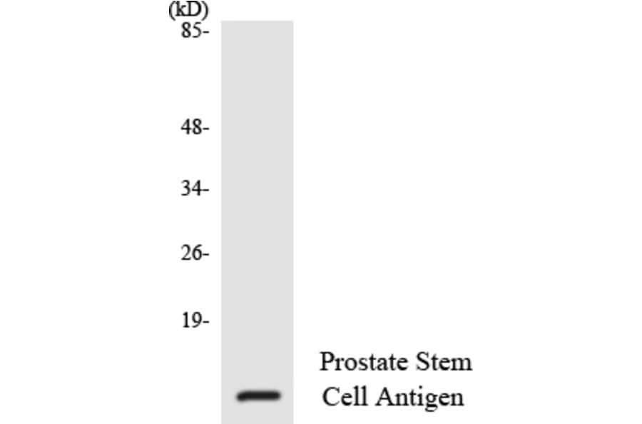 Western Blot - Anti-Prostate Stem Cell Antigen Antibody (R12-3370) - Antibodies.com