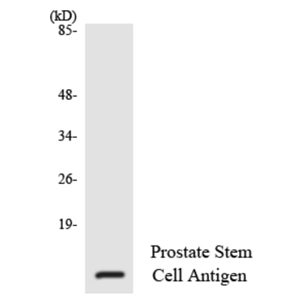 Western Blot - Anti-Prostate Stem Cell Antigen Antibody (R12-3370) - Antibodies.com
