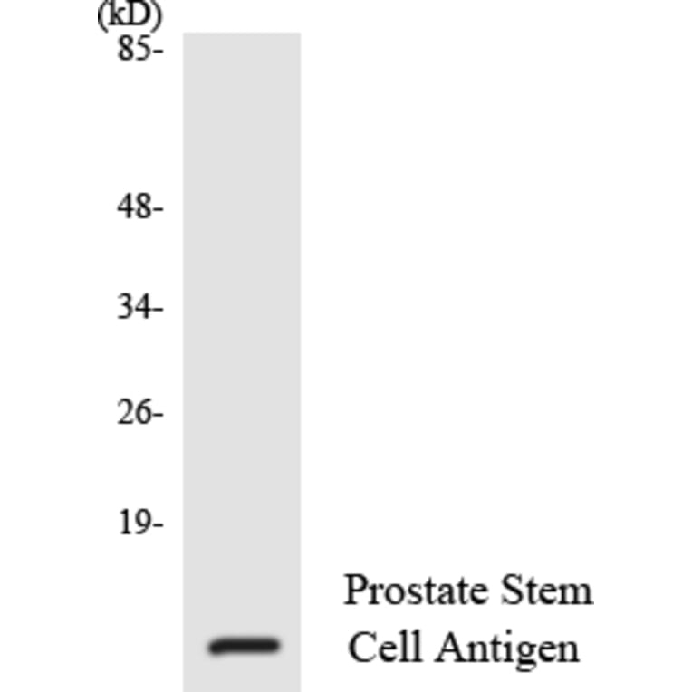 Western Blot - Anti-Prostate Stem Cell Antigen Antibody (R12-3370) - Antibodies.com