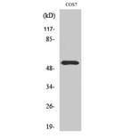 Western Blot - Anti-p56 Dok-2 (phospho Tyr299) Antibody (A7059) - Antibodies.com