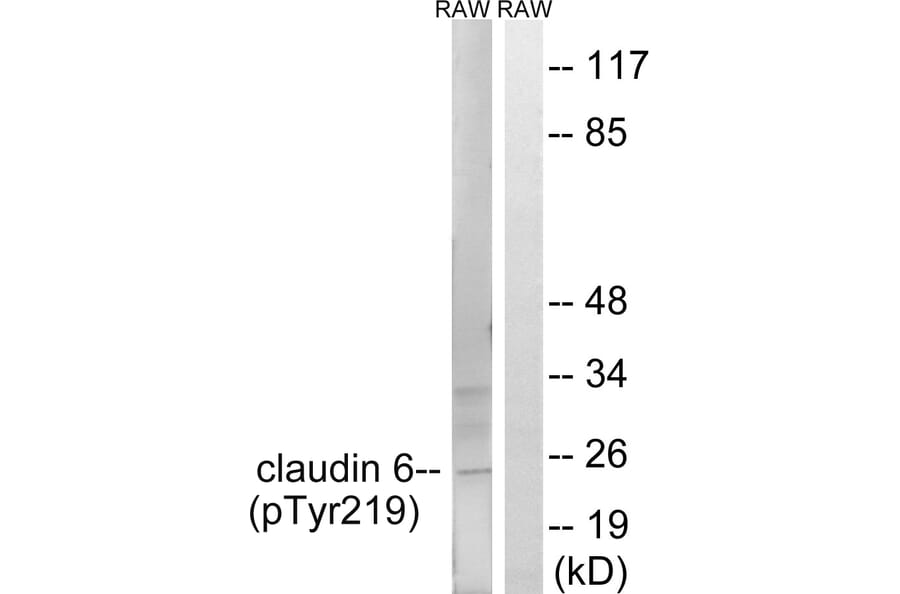 Western Blot - Anti-Claudin 6 (phospho Tyr219) Antibody (A8320) - Antibodies.com