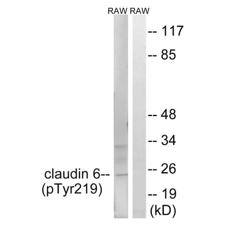 Western Blot - Anti-Claudin 6 (phospho Tyr219) Antibody (A8320) - Antibodies.com