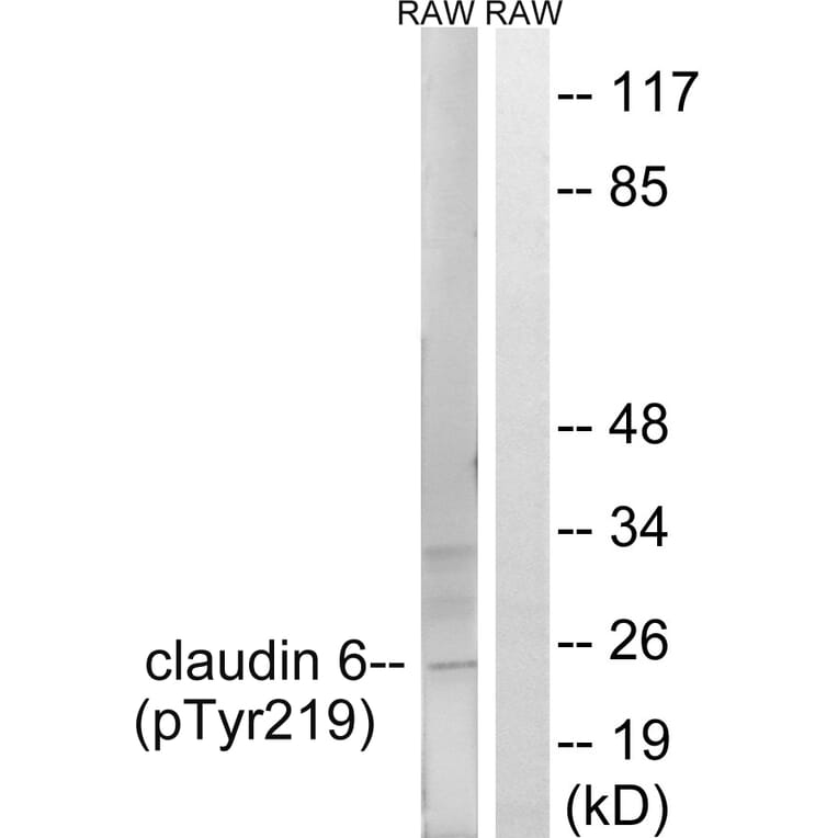 Western Blot - Anti-Claudin 6 (phospho Tyr219) Antibody (A8320) - Antibodies.com