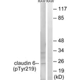 Western Blot - Anti-Claudin 6 (phospho Tyr219) Antibody (A8320) - Antibodies.com