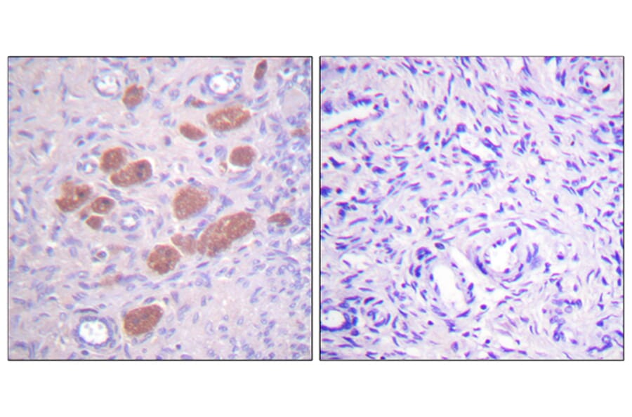 Immunohistochemistry - Anti-p40 phox (phospho Thr154) Antibody (A0697) - Antibodies.com