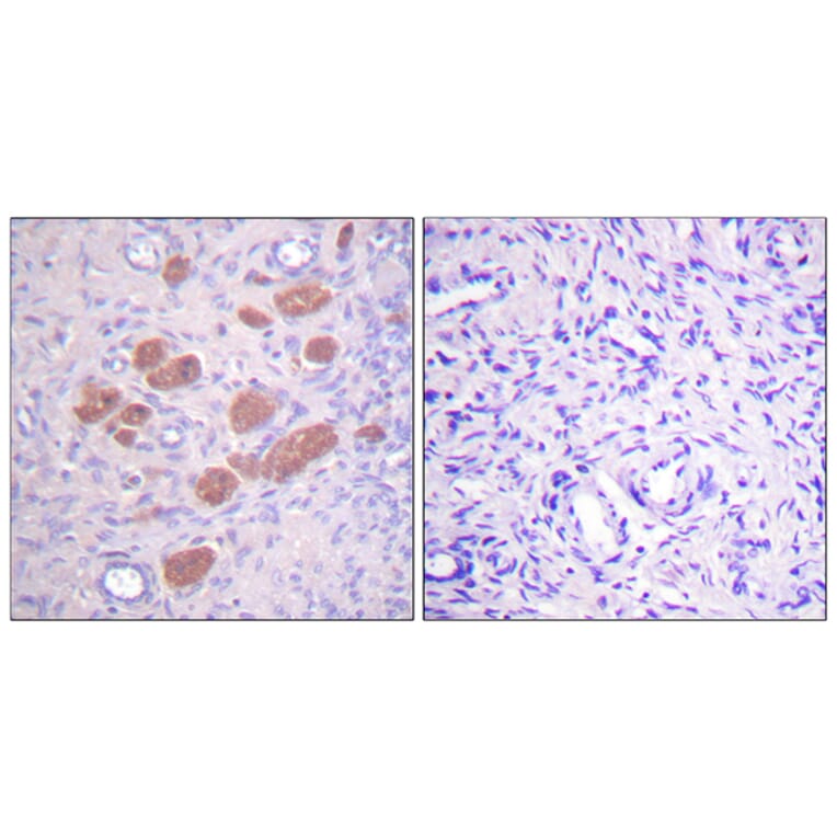 Immunohistochemistry - Anti-p40 phox (phospho Thr154) Antibody (A0697) - Antibodies.com