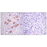Immunohistochemistry - Anti-p40 phox (phospho Thr154) Antibody (A0697) - Antibodies.com
